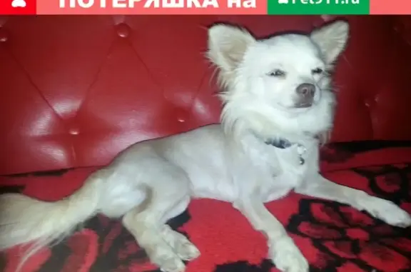 Пропала собака Мишель во 2-м Заречном, Пензенская область