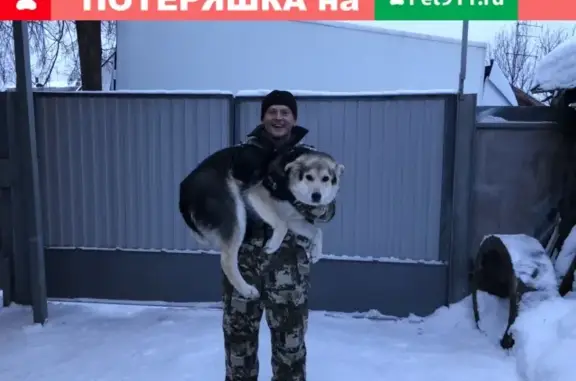 Пропала собака Джек с ул. Рыбинская, Иваново