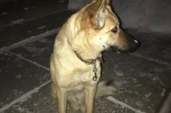 Найдена собака в Набережных Челнах, 62кс, с ошейником.