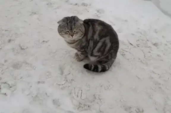 Найдена кошка на ул. Кольцевой