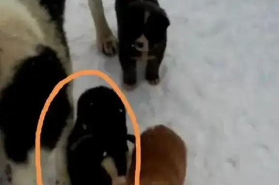 Пропал щенок в Заводском районе Кемерово за вокзалом