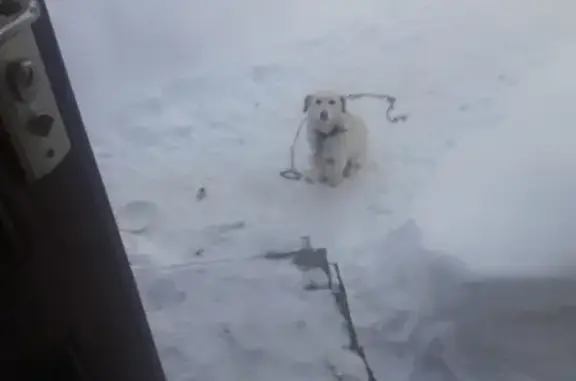 Найдена собака в Тюкалинске, ищем владельца