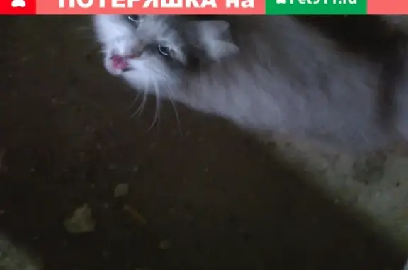 Найдена кошка на ул. Мира
