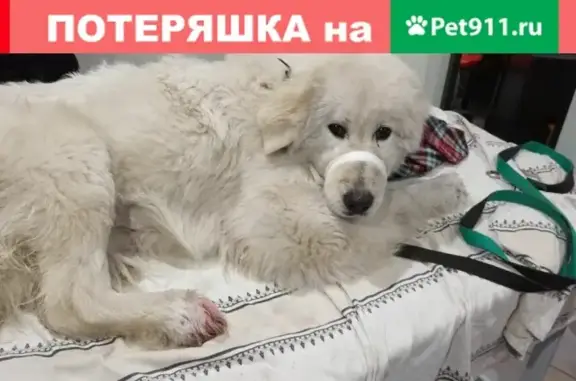 Найдена раненая собака возле Серпухова