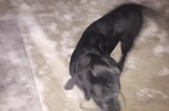 Потерялась коричневая собака в Приютово, Республика Башкортостан