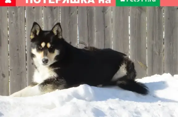 Пропала собака в Омске, район 20-ой Северной