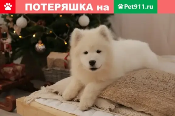 Пропал щенок лайки самоеда на улице Красного Урала, возраст 5 месяцев.
