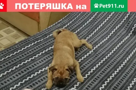 Пропала собака в районе Кузнечной, Сыктывкар