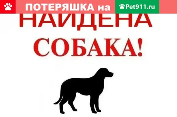 Собака найдена в селе Фатеево, ищем хозяина!