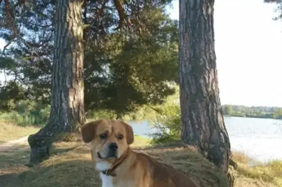 Пропала собака Арчи в Балтрайоне, Калининград.