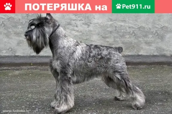 Пропала собака на Верхней террасе, ул. Врача Михайлова, Ульяновск