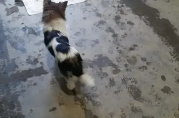 Найдена собака в Набережных Челнах, ищем хозяев.