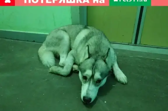 Найдена собака в Южном Бутово