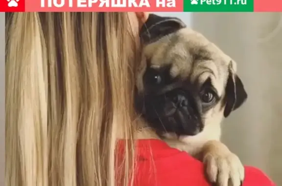 Пропала собака в Воронеже, нужна помощь!