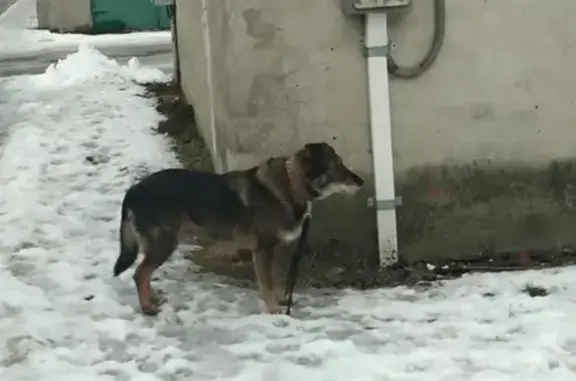 Найдена собака в Чкаловске, Калининград