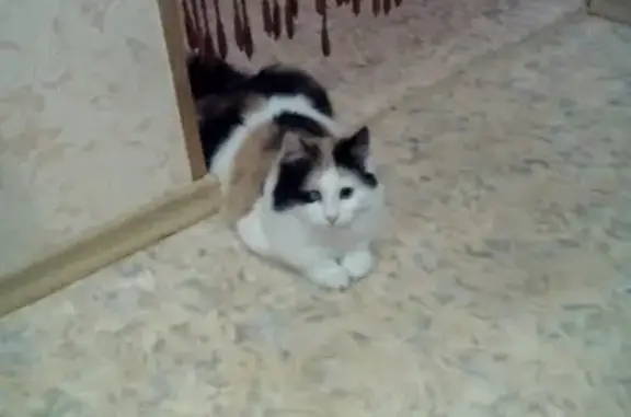 Пропала кошка в Жигулевске!