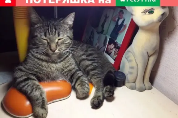 Пропал кот Вася, ул. Коммунальная, 2 января