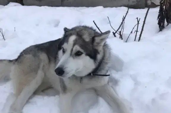 Собаки потеряшки, Нижний Новгород, фото: Потеряшка собака в пос. Стригино, Нижний Новгород