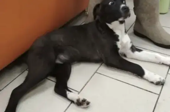 Найдена собака с пораненной лапкой в Домодедово