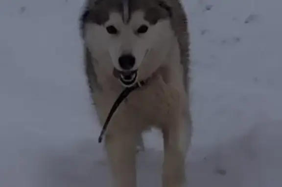 Найдена собака в Белых Столбах, возможно хаски