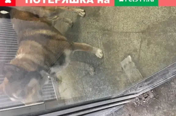 Кошка найдена у метро Планерная, собака с ошейником