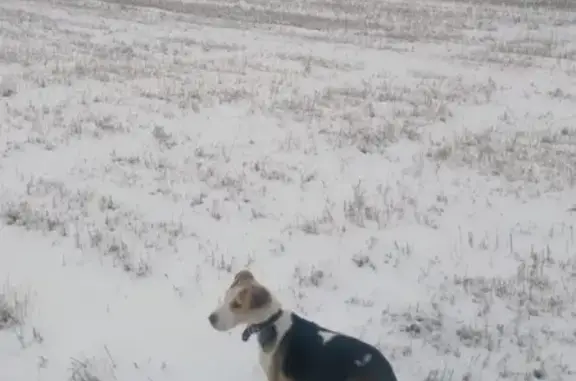 Пропала охотничья собака в Мглине, Брянская область