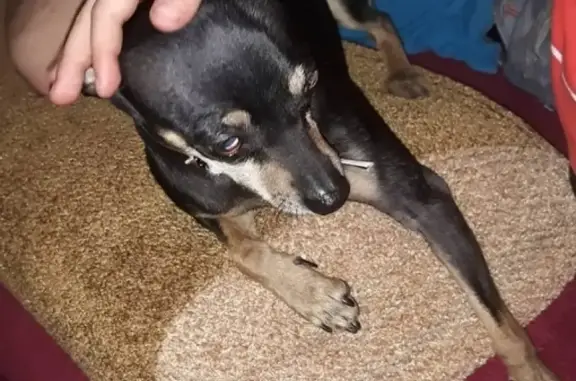 Собаки потеряшки, Верхневеселое, фото: Потеряшка собака 