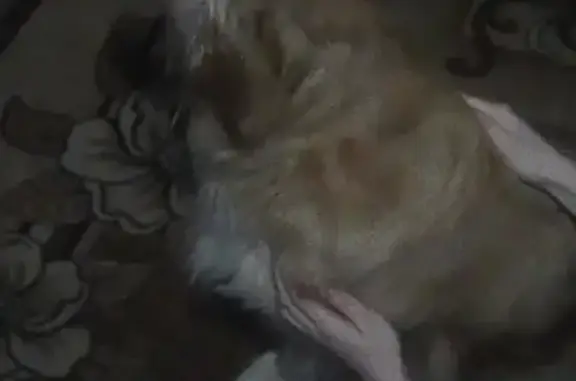 Пропала беременная собака в Бузулуке, нужна помощь!
