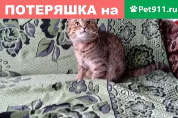 Найдена кошка в селе Столбище, Республика Татарстан
