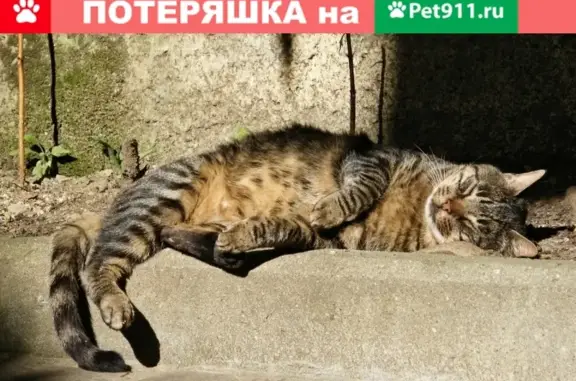 Пропала кошка в Березовском, нужна помощь!