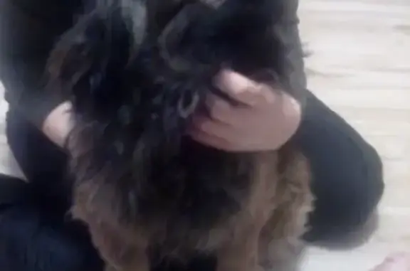Найдена собака в районе магазина Северянка в Чите
