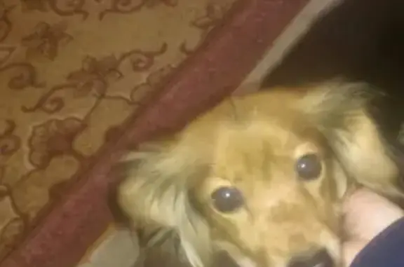 Найдена собака в Моршанске: помогите найти хозяев!
