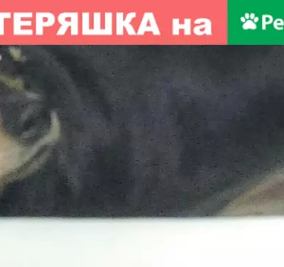 Пропала собака Матильда, Челябинск, ул. Либединского 29