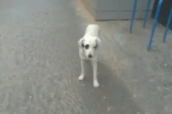 Найдена собака на ул. Гагарина с чипом 132