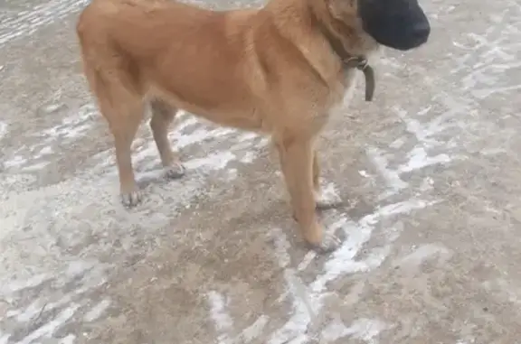 Собака найдена в районе ВАСО, Воронеж