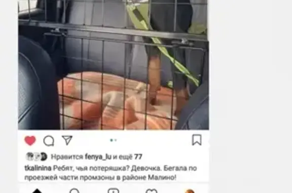 Найден доберман в Зеленограде, Московская область