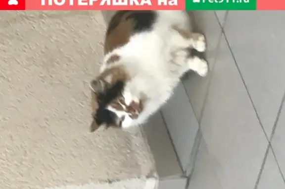 Найдена трехцветная кошка на улице Пионерская, 14.