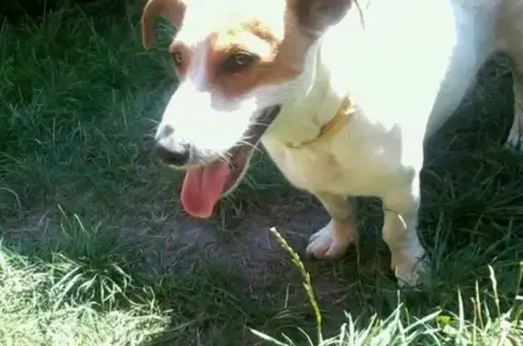 Пропала собака в Брянске: Джек-рассел-терьер, район Цирка, тел. владельца