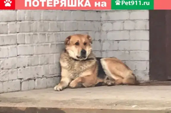 Найдена собака на улице Дзержинского