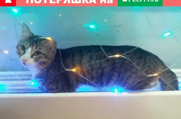 Пропал кот с белыми лапками и пятнами в Белоярском (ХМАО)