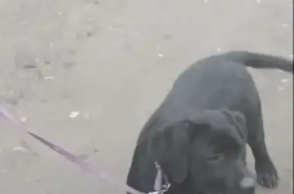Пропала собака Шеги в Прохладном, район Сахалин