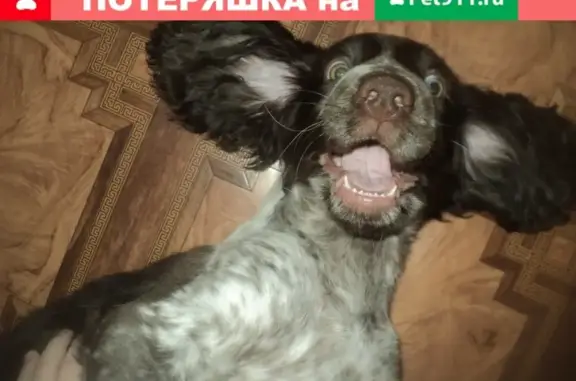 Пропала собака в Челябинске, район Теплотехнического института