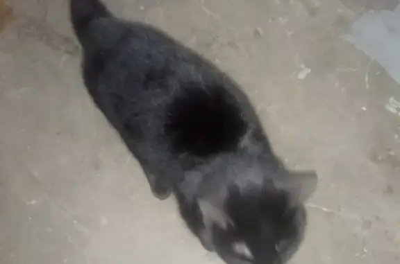 Найдена кошка на ул. Победы в Закамске
