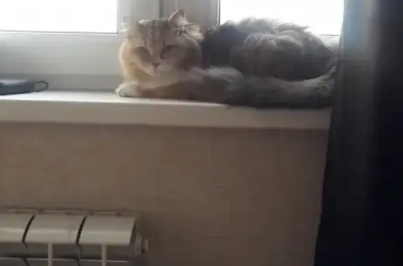 Найдена кошка в Челябинске, адрес Бейвеля 41