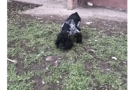 Найдена собака в Ставрополе, 7микрорайон, ул. Гризодубова