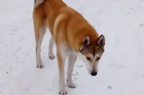 Найден пёс западно сибирской лайки в Калуге