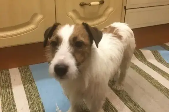 Найдена собака в Пушкинском районе, ищем владельцев.