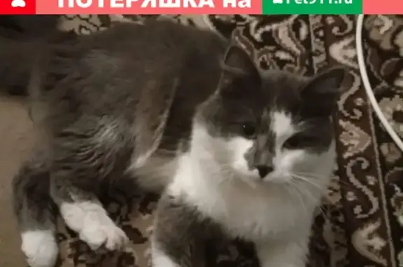 Пропала кошка в районе Воробьевки, откликается на кличку Муська