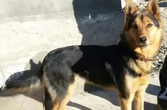 Пропала собака Вега в Абакане, 9 микрорайон.