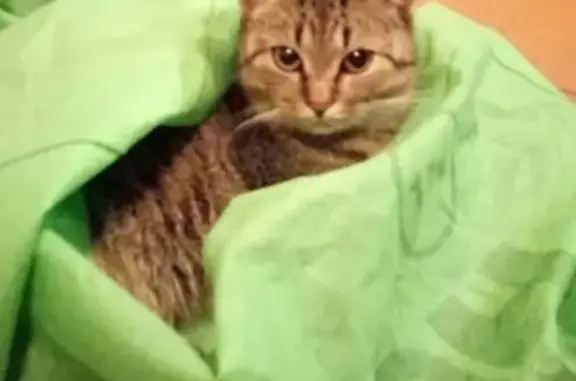 Кошки потеряшки, Смоленск, фото: Потеряшка кошка в пос. Серебрянка, Нижняя Дубровенка, ищем Бусю!